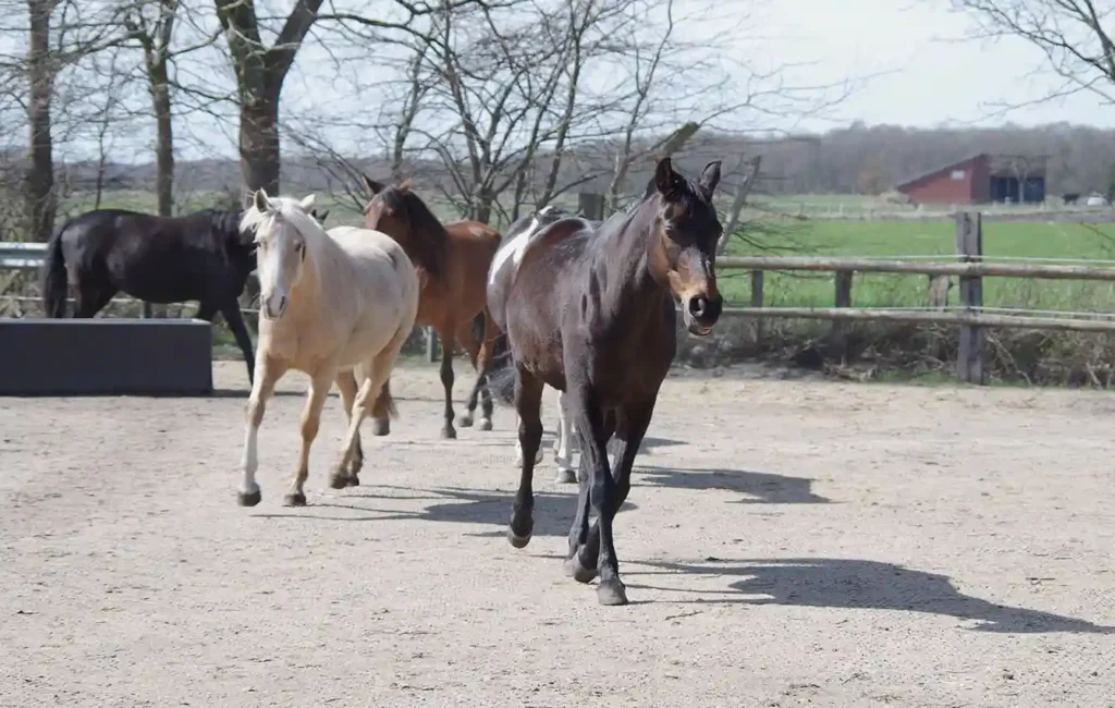 Four horses with different coat colors run one behind the other across a sandy area that looks like a riding arena or paddock. The animals move in the same direction and form a slight line. The background consists of a fence that borders the area and separates it from the trees in the background and the adjacent meadow.   Horse-friendly floor reinforcement with the HIT-Active Stable mat ENJOY