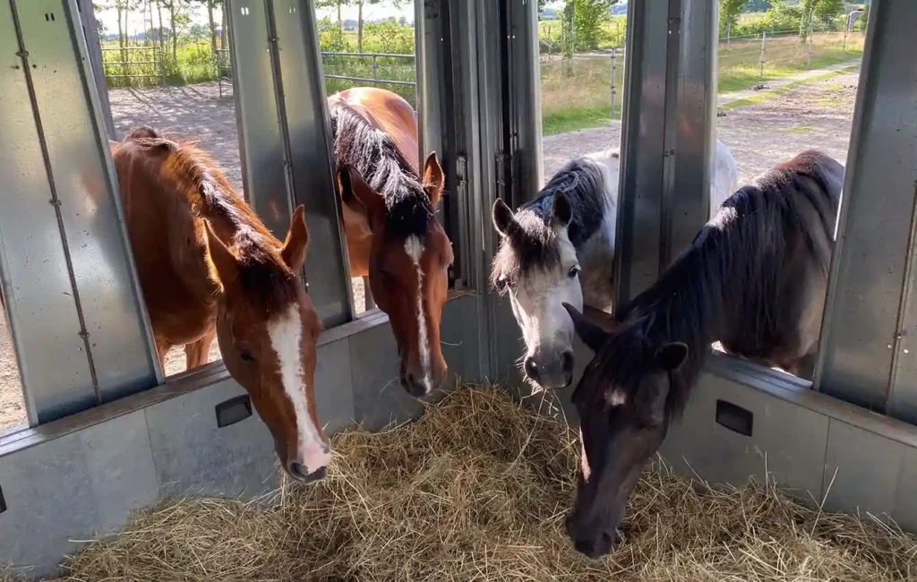 The interior of a feed box filled with hay, photographed from outside the box. Four horses stick their heads through the openings of the feed box from the outside and eat. The hay is visible in the foreground, with the horses' heads in various positions behind it. The scene shows a group-oriented feeding situation. “Feeding technology is the transformation of money into horse-friendly benefits.” A large ‘F’ in the HIT-Active Stable concept stands for “feeding.”