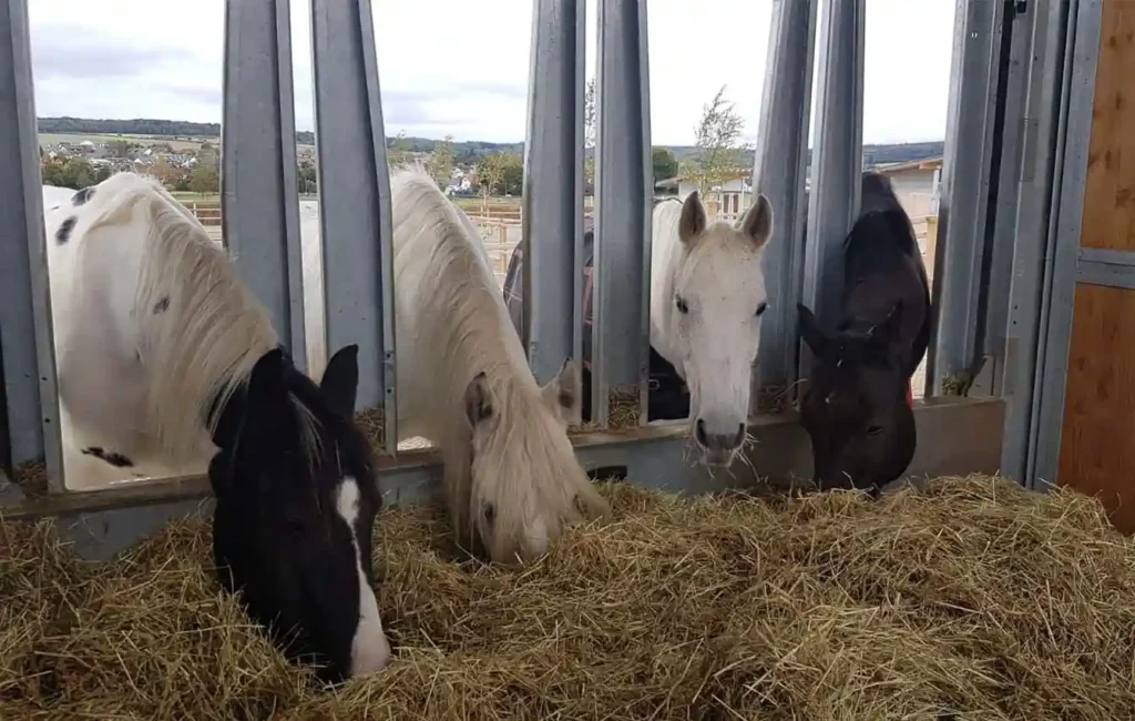 Time-controlled HIT hay dispenser MAX