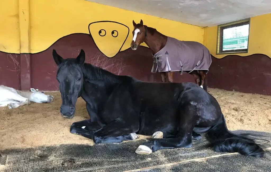 HIT horse bed COMFORT FLEX in combination with wood shavings bedding